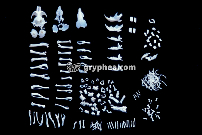 Pelote de réjection disséquée (Chouette effraie, Tyto alba) - gryphea.com